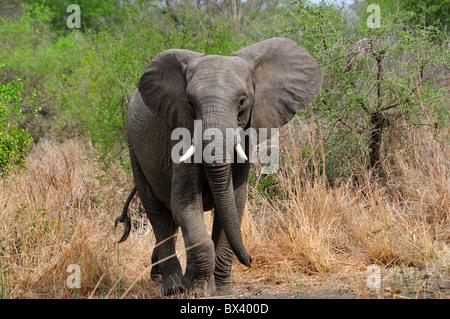 Un éléphant d'Afrique adultes marcher vers la caméra. Le Parc National Kruger, Afrique du Sud. Banque D'Images
