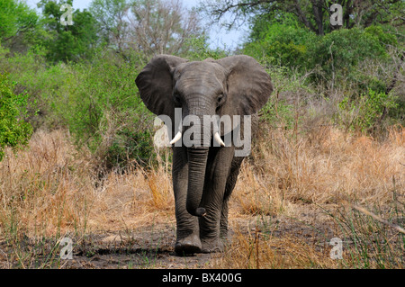 Un éléphant d'Afrique adultes marcher vers la caméra. Le Parc National Kruger, Afrique du Sud. Banque D'Images