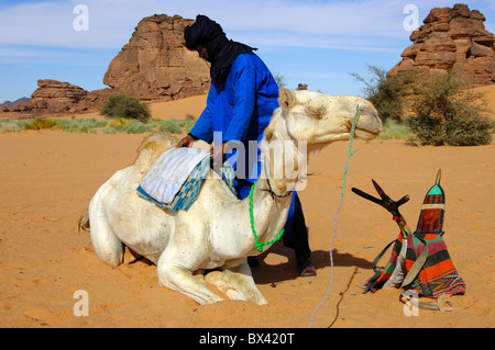 Les hommes touaregs de fixation de la selle sur le dos d'un dromadaire Méhari avant le parcours, désert du Sahara, la Libye Banque D'Images