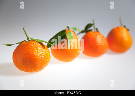 Nourriture, fruits frais, quatre oranges clémentines. Banque D'Images