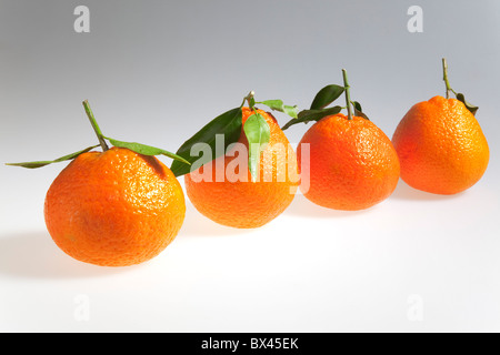 Nourriture, fruits frais, quatre oranges clémentines. Banque D'Images