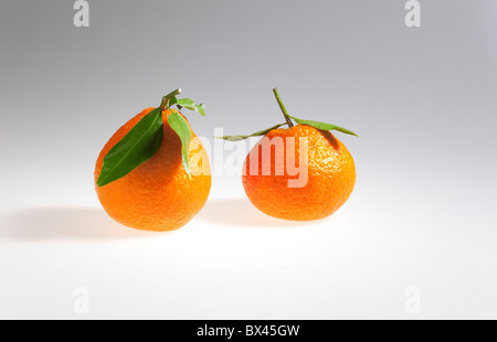 Nourriture, fruits, deux oranges Clémentines fraîches. Banque D'Images