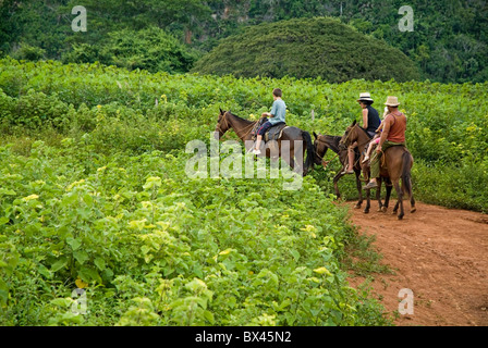 Famille l'équitation dans la campagne avec leur guide cubain, vallée de Vinales, Cuba. Banque D'Images