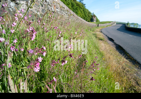 Sea Thrift Armeria maritima Ecosse Oban Banque D'Images