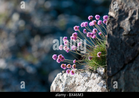 Sea Thrift Armeria maritima Ecosse Oban Banque D'Images