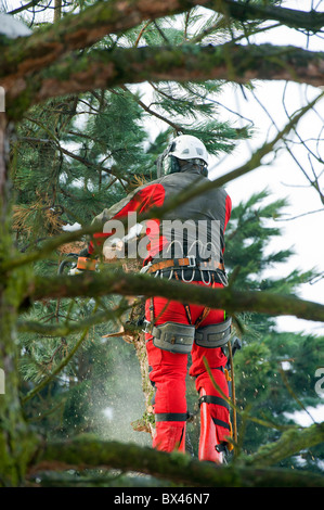 Tree Surgeon chainsaw scieur de bois coupe-woodencutting médecin arbre a vu l'homme de travail travailleur travail réduire fraisage trimme garniture Banque D'Images