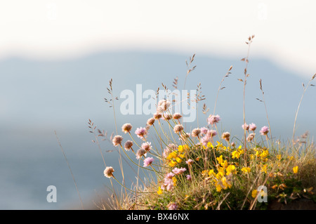 Sea Thrift Armeria maritima Ecosse Oban Banque D'Images