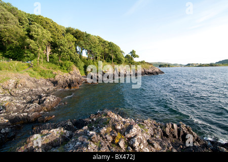 Sea Thrift Armeria maritima Ecosse Oban Banque D'Images