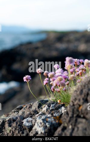 Sea Thrift Armeria maritima Ecosse Oban Banque D'Images