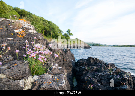 Sea Thrift Armeria maritima Ecosse Oban Banque D'Images