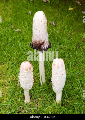 - Coprinus comatus champignons - Avocat - Shaggy la perruque de cap d'encre Banque D'Images