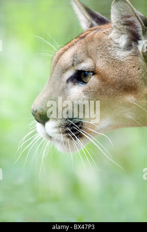 puma de profil