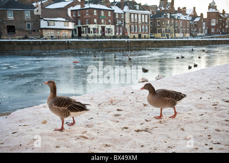 Bernaches graylag marchant sur la neige gelée sur la rive de l'Ouse, qui a également gelé. Kings Staith au loin. York. Banque D'Images