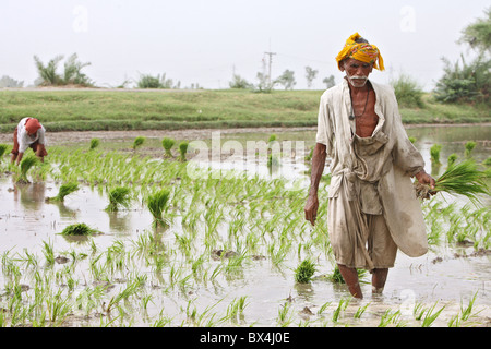 Les riziculteurs dans un paddyfield Larkana, Pakistan, Banque D'Images