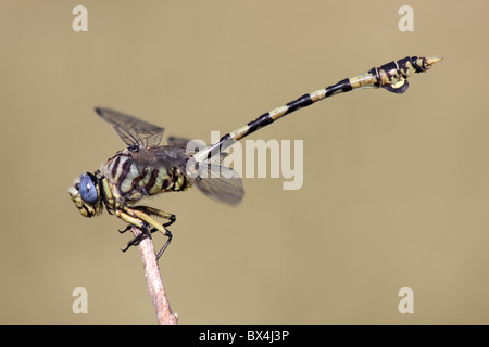 Tigertail commun Ictinogomphus Libellule ferox prises au Lac Chamo, Ethiopie Banque D'Images