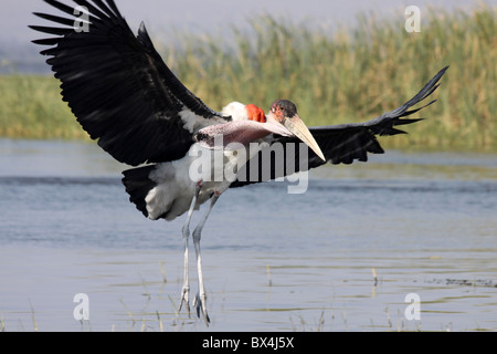 Flamant rose (Phoenicopterus ruber crumeniferus Marabou Stork Landing au lac Awasa, Ethiopie Banque D'Images