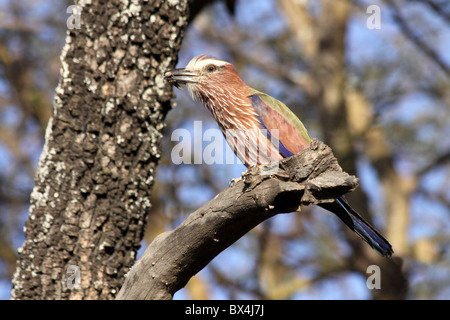 Bruant à couronne Roller Coracias naevia prises à Abiata-Shala Parc National et de la vallée du Rift, en Éthiopie Banque D'Images