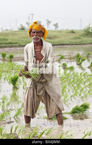 Un agriculteur de Paddy, Pakistan, Larkana paddyfield Banque D'Images