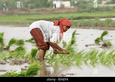 Un agriculteur de Paddy, Pakistan, Larkana paddyfield Banque D'Images