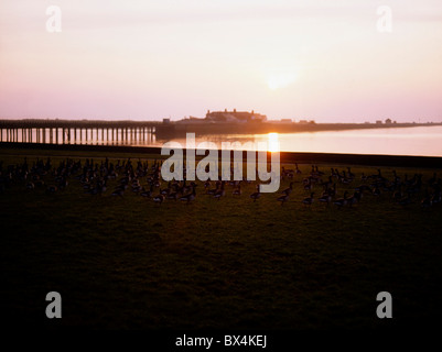 La Bernache cravant, Bull Island, Dublin, Irlande Banque D'Images