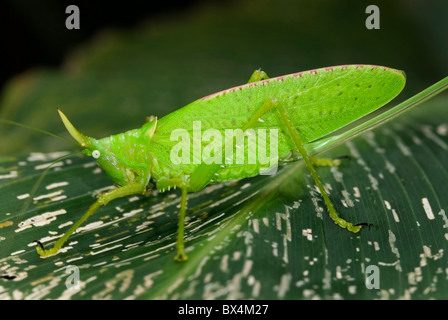 Katydid 'corne de rhinocéros Copiphora' du Costa Rica Banque D'Images