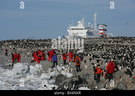 Les éco-touristes sur la plage à l'île Paulet Antarctique avec grande colonie de manchots Adélie (Pygoscelis adeliae] [et] bateau de croisière Banque D'Images