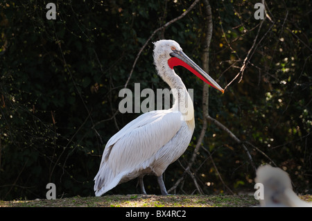 Pélican frisé (Pelecanus crispus) debout dans l'herbe Banque D'Images