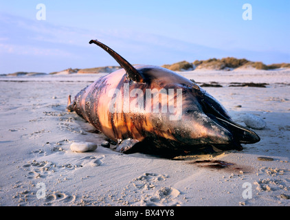 Dauphin commun mort couché sur la plage. Banque D'Images