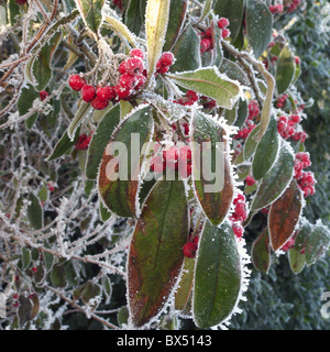 Cotoneaster frigidus 'Cornubia' arbuste aux fruits rouges sur un gel winters day, UK Banque D'Images