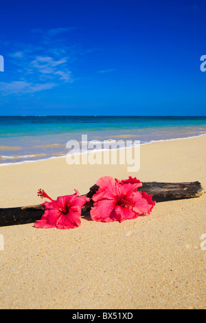 Deux hibiscus rose sur le sable à côté de bois flotté sur une plage de Hawaï Banque D'Images