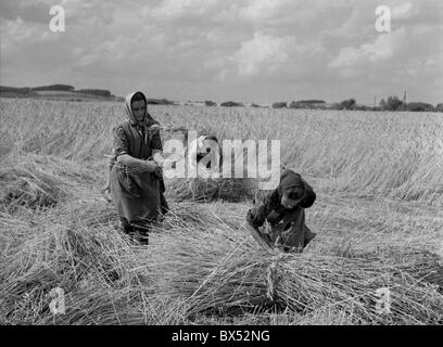 La récolte du blé, de Sumava, tradition, ensembles Banque D'Images