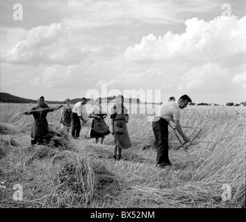 La récolte du blé, de Sumava, tradition, scythe Banque D'Images