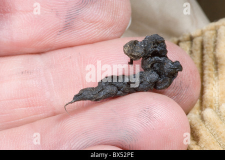 La belette (Mustela nivalis). L'abandon, des excréments, l'excrétion, ou reposant sur les droits de l'ourson les doigts. De plus un homme. Banque D'Images