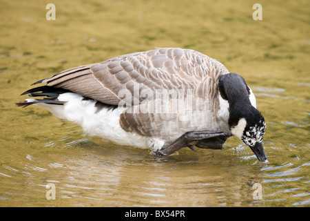 La Bernache du Canada Branta canadensis. Debout dans les eaux peu profondes rayures face avec pied. L'albinisme partiel montrant aberrante face. L'Angleterre. Banque D'Images