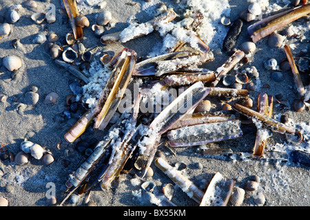La neige et de la glace sur l'océan, l'hiver dans la mer des Wadden, les vasières de la mer du nord allemande, la côte frisonne. Banque D'Images