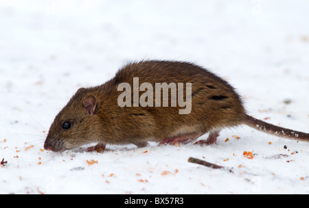 Rat surmulot (Rattus norvegicus) en vertu de la mangeoire pour oiseaux dans la neige Banque D'Images