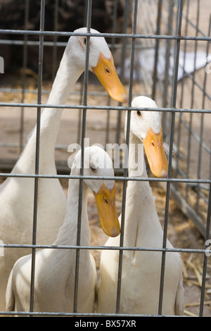 Coureur indien blanc (Anas platyrhynchos). La race. En cage et dans une vente aux enchères de la volaille, Suffolk, East Anglia. Banque D'Images