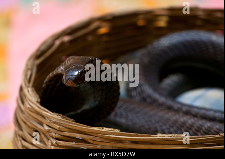 Charmeur de serpent's King Cobra dans son panier dans le terrain de l'Amber Palace à Jaipur, Inde Banque D'Images