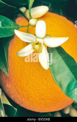 Orange Blossom contre des fruits mûrs, Washington Navel. Banque D'Images