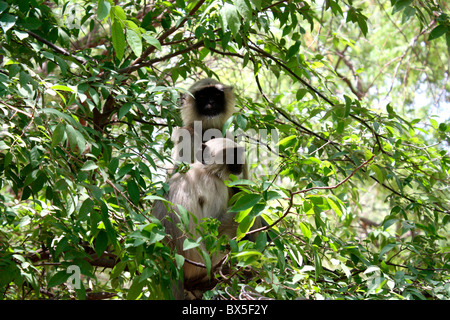 Deux noirs face Langur monkey assis sur un arbre Banque D'Images