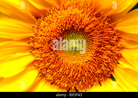 Un gros plan du tournesol (Helianthus annuus) Banque D'Images