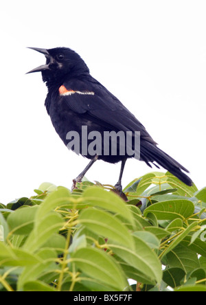 Homme Red-Winged Blackbird de s'afficher. Banque D'Images