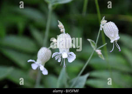Belle image de gouttes sur les fleurs du Silene vulgaris Banque D'Images