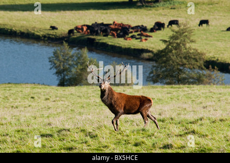 Stag deer à Chatsworth Derbyshire Peak District England UK Banque D'Images