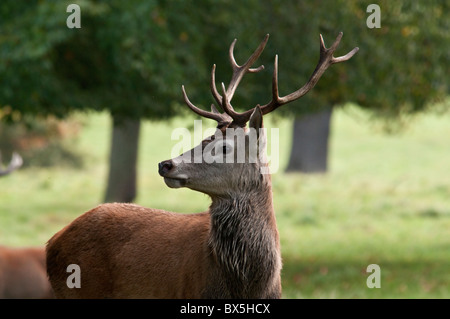 Stag deer à Chatsworth Derbyshire Peak District England UK Banque D'Images