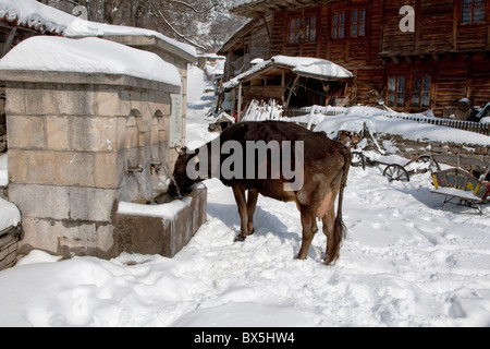 Réserve architecturale Zheravna en hiver vache boire à l'abreuvoir du village, Bulgarie Banque D'Images