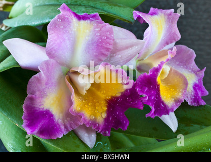 Belle orchidée Cattleya Hawaii en studio Banque D'Images