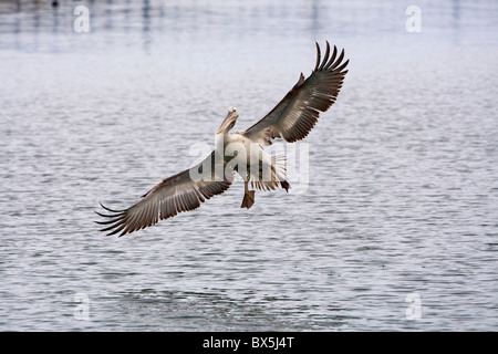 Pélican frisé (Pelecanus crispus) landing Banque D'Images