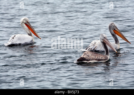 Pélican frisé (Pelecanus crispus) un juvénile et deux plumage nuptial Banque D'Images