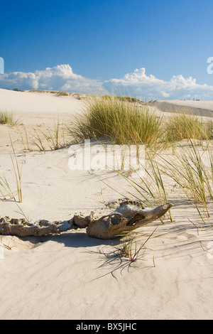 Le squelette de l'animal sur desert - Leba Banque D'Images